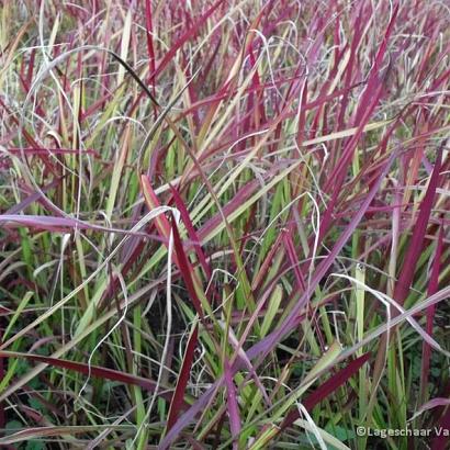 Imperata cylindrica 'Red Baron'