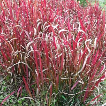 Imperata cylindrica 'Red Baron'