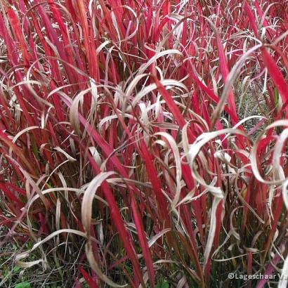 Imperata cylindrica 'Red Baron'