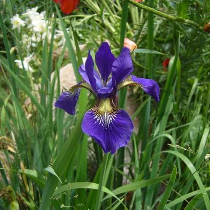 Iris sib. 'Caesar's Brother'