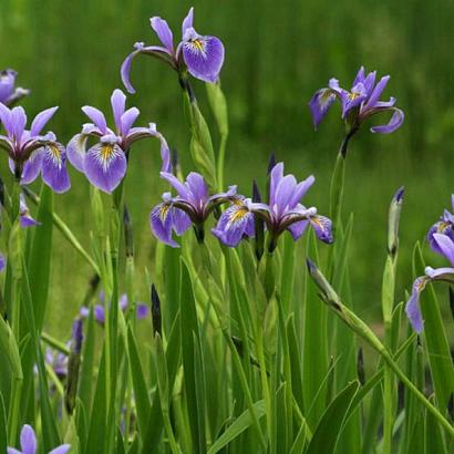 Iris versicolor