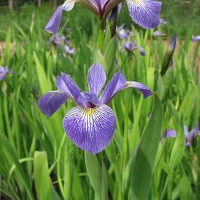 Iris versicolor