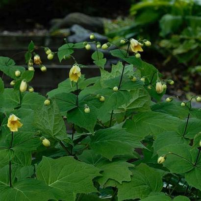 Kirengeshoma palmata