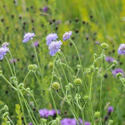 Knautia arvensis