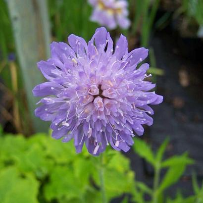 Knautia arvensis