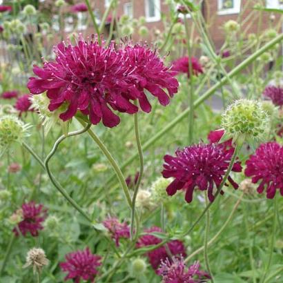 Knautia macedonica