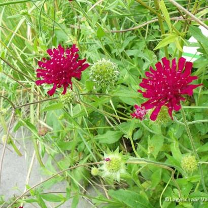 Knautia m. 'Mars Midget'