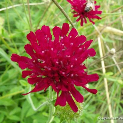 Knautia m. 'Mars Midget'