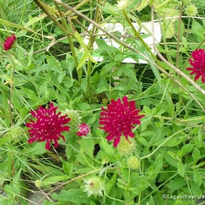 Knautia m. 'Mars Midget'