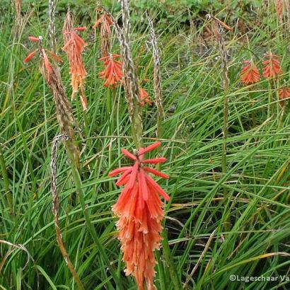 Kniphofia 'Red Rocket'