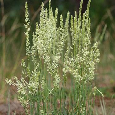 Koeleria glauca