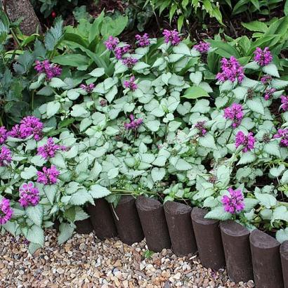 Lamium mac. 'Beacon Silver'