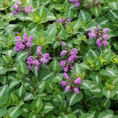 Lamium mac. 'Chequers'