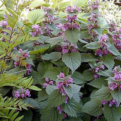 Lamium orvala