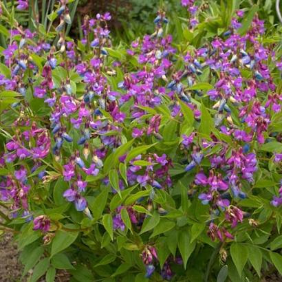 Lathyrus vernus