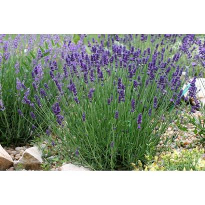 Lavandula ang. 'Imperial Gem'