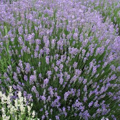 Lavandula ang. 'Munstead'