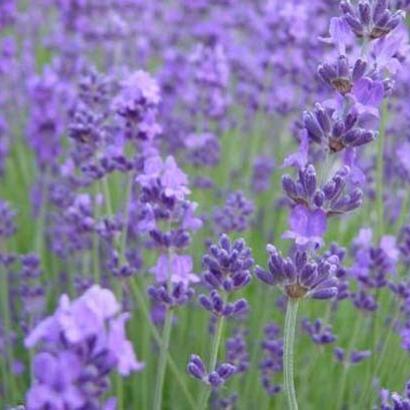 Lavandula ang. 'Munstead'