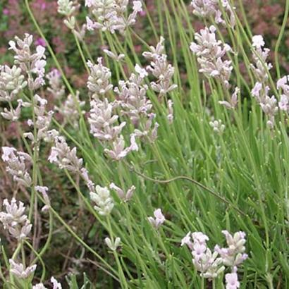 Lavandula ang. 'Rosea'