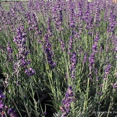 Lavandula ang. 'Silver Blue'