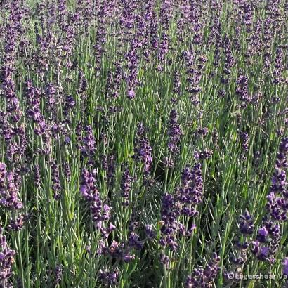 Lavandula ang. 'Silver Blue'