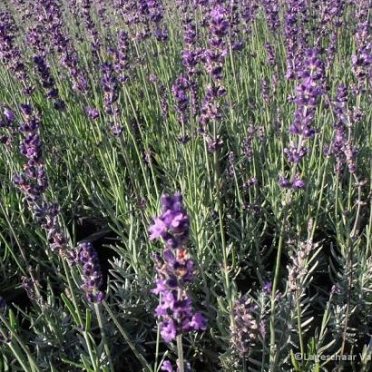 Lavandula ang. 'Silver Blue'