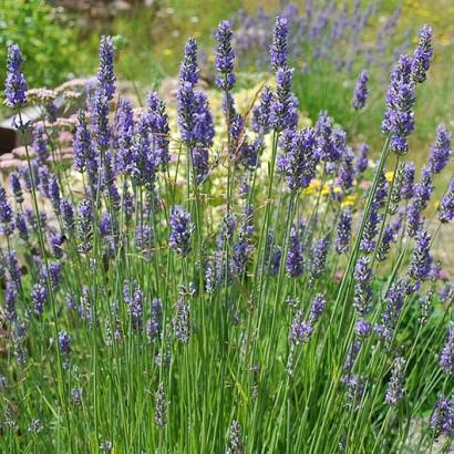 Lavandula int. 'Grosso'