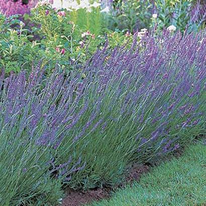 Lavandula int. 'Grosso'