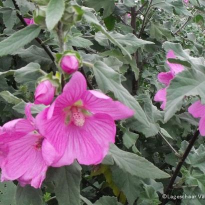 Lavatera 'Rosea'