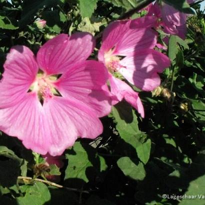 Lavatera 'Rosea'