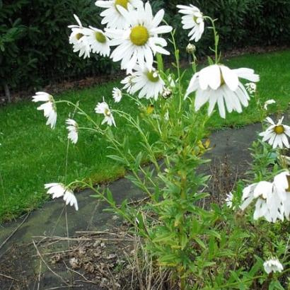 Leucanthemella serotina