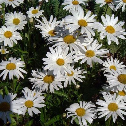 Leucanthemum (S) 'Silberprinzessche