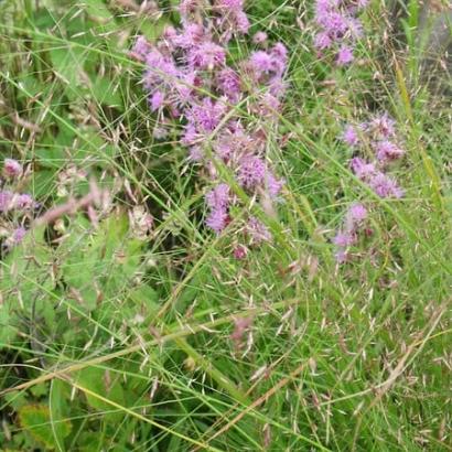 Liatris aspera