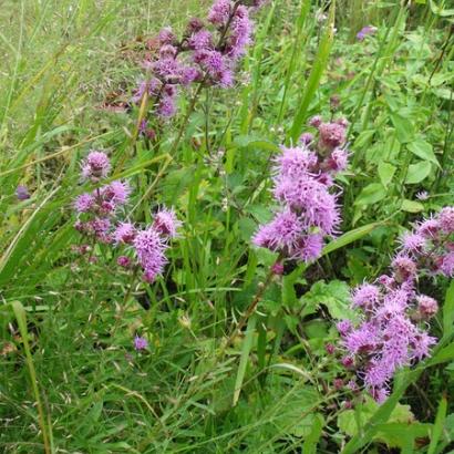 Liatris aspera