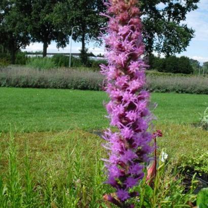 Liatris pycnostachya