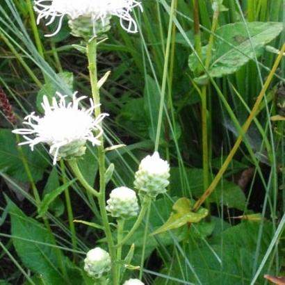 Liatris scariosa 'Alba'