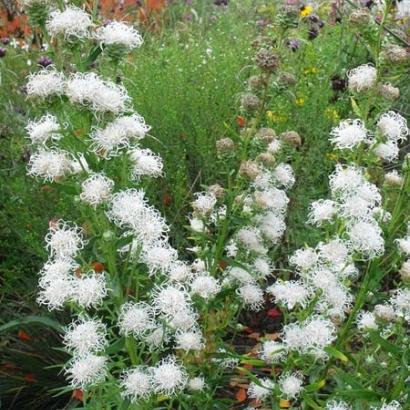 Liatris scariosa 'Alba'