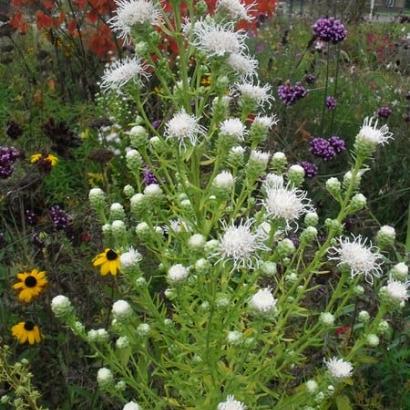 Liatris scariosa 'Alba'