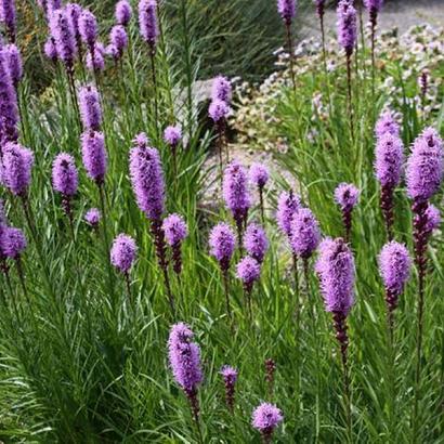 Liatris spicata