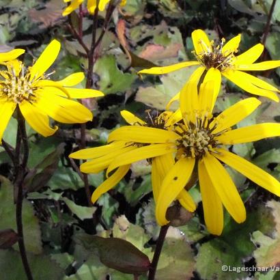 Ligularia dentata 'Othello'