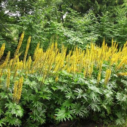 Ligularia przewalskii