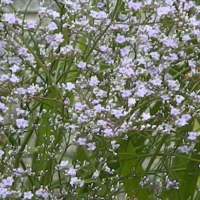 Limonium latifolium