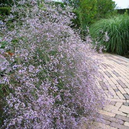 Limonium latifolium