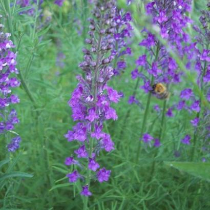 Linaria purpurea