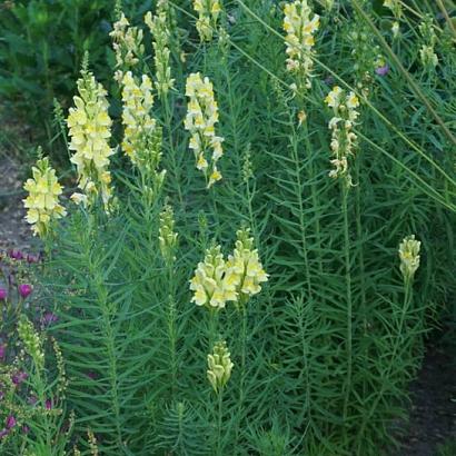Linaria vulgaris