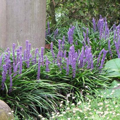 Liriope muscari 'Ingwersen'