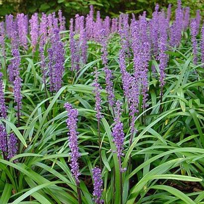 Liriope muscari 'Ingwersen'