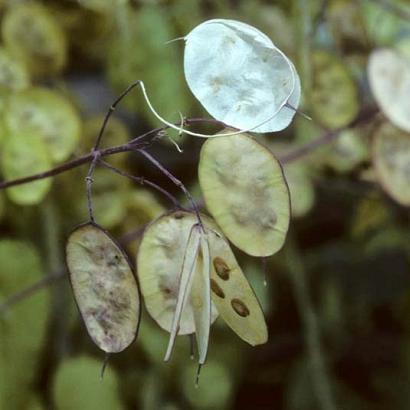 Lunaria annua