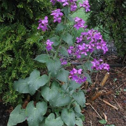 Lunaria annua