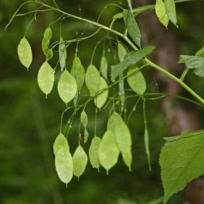 Lunaria rediviva